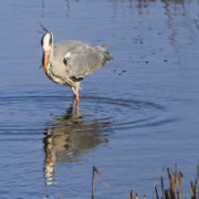 Grey heron fishing, Sa'ty Dykes