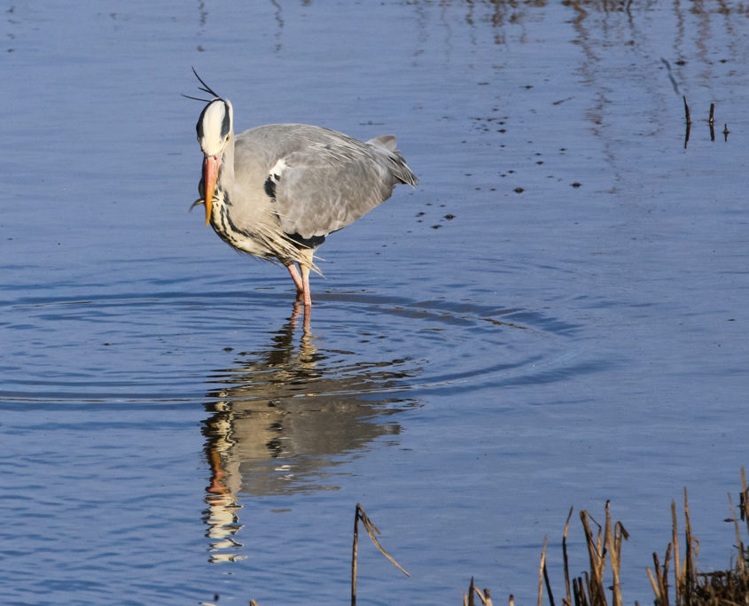 Grey heron fishing, Sa'ty Dykes