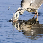 Grey heron fishing, Sa'ty Dykes