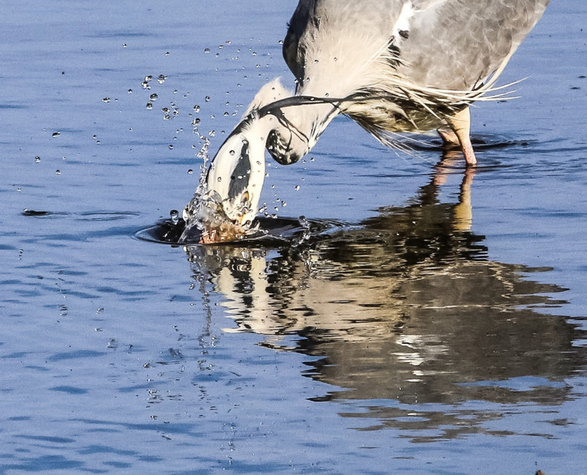 Grey heron fishing, Sa'ty Dykes