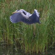 Grey heron, Sa'ty Dykes