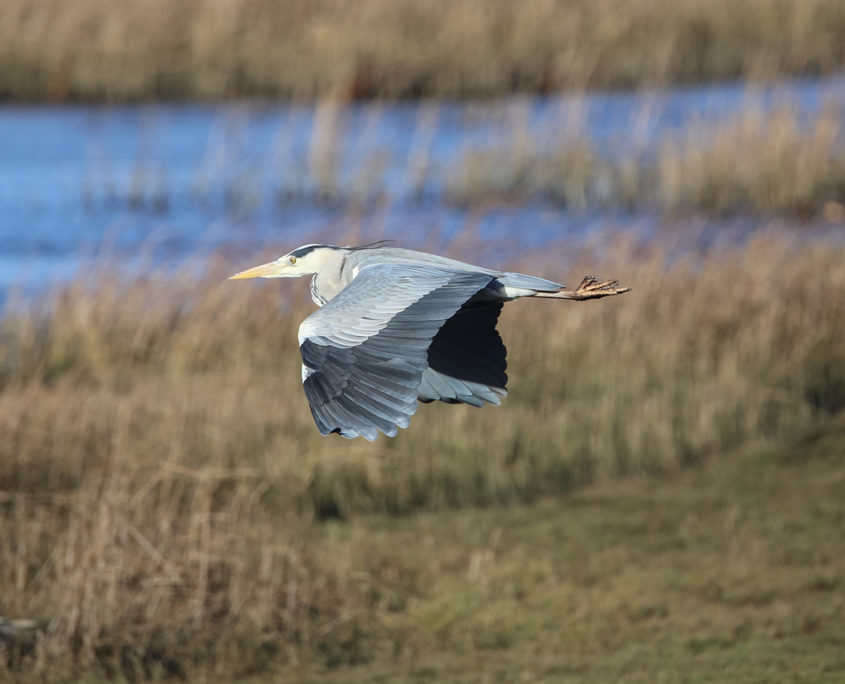 Grey heron, Sa'ty Dykes