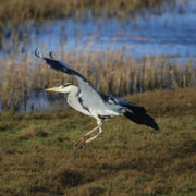 Grey heron, Sa'ty Dykes