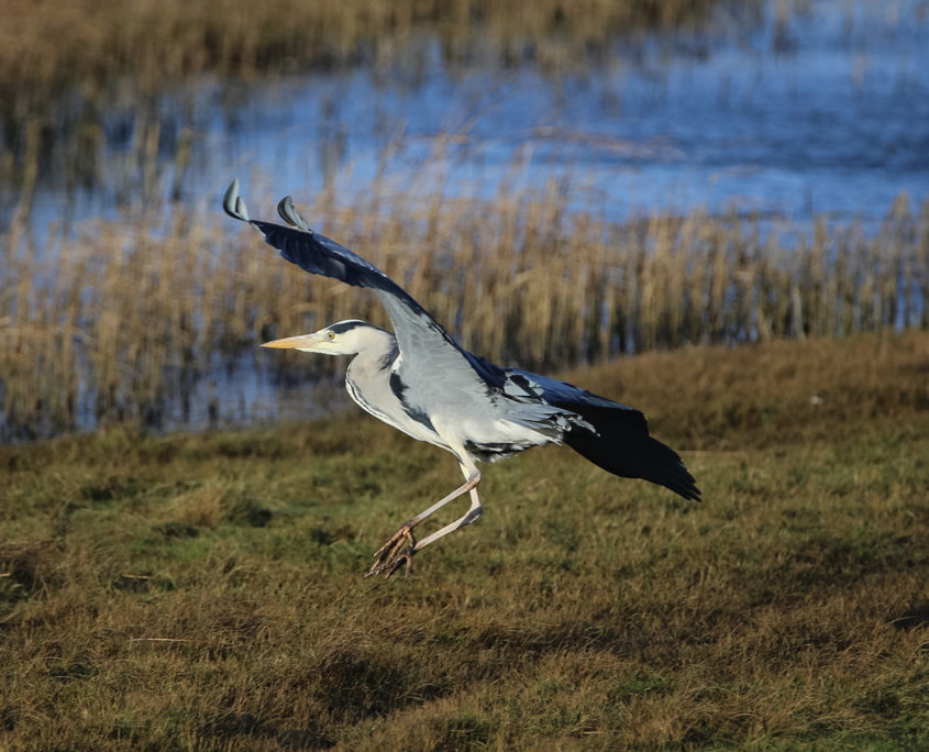 Grey heron, Sa'ty Dykes