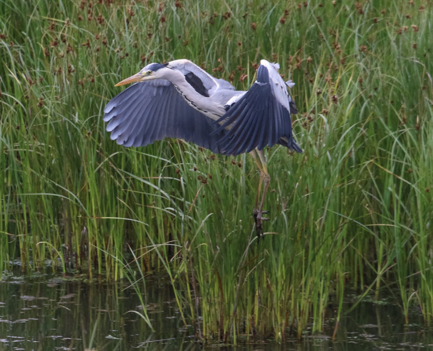 Grey heron, Sa'ty Dykes