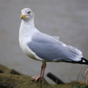 Herring gull