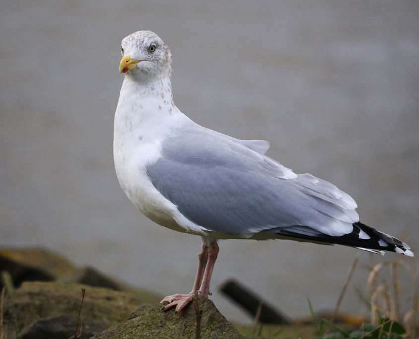 Herring gull