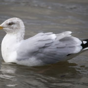 Herring gull