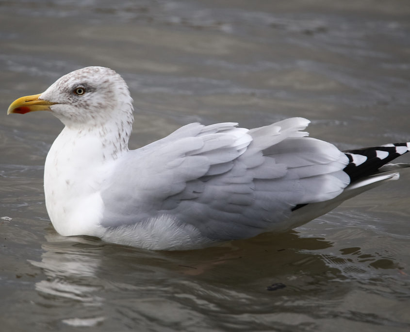 Herring gull