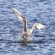 Juvenile Herring gull fishing