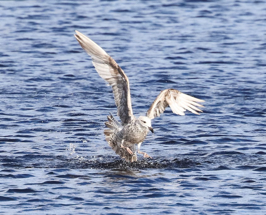 Juvenile Herring gull fishing