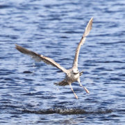 Juvenile Herring gull fishing