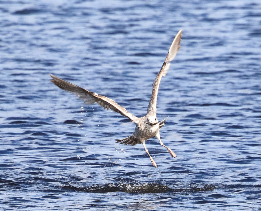 Juvenile Herring gull fishing