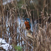 Kingfisher