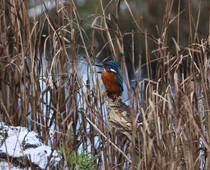 Kingfisher