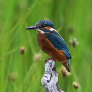 Kingfisher