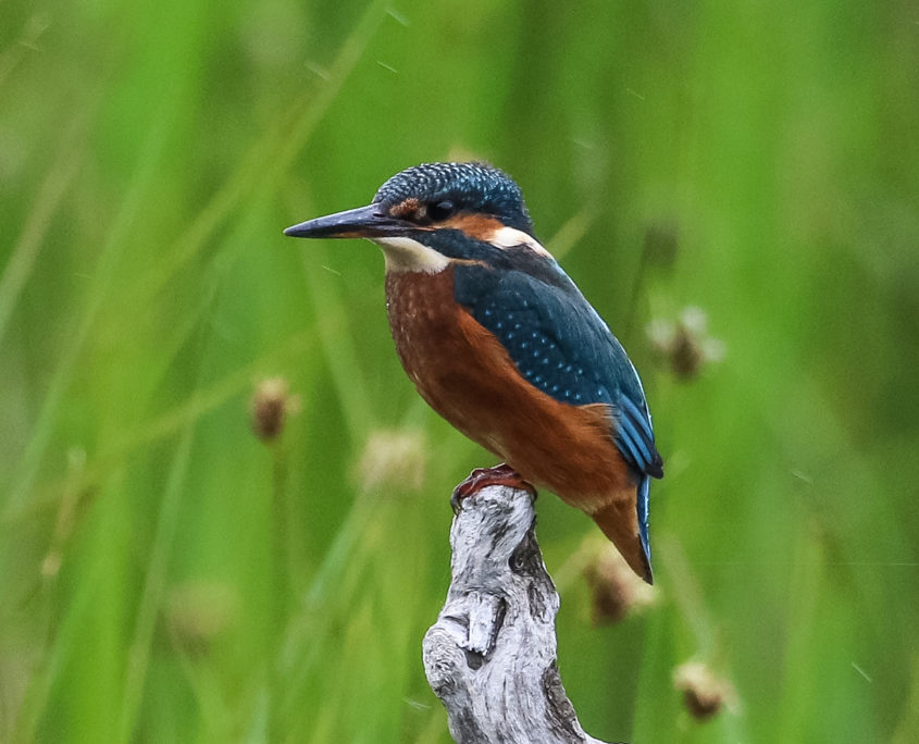 Kingfisher