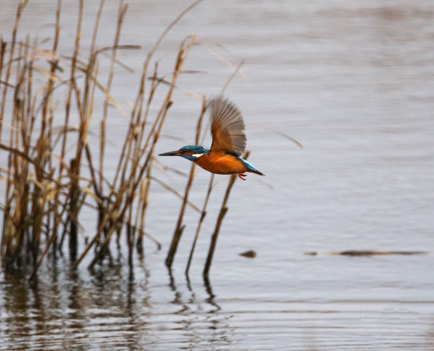 Kingfisher