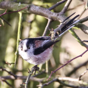 Long-tailed tit