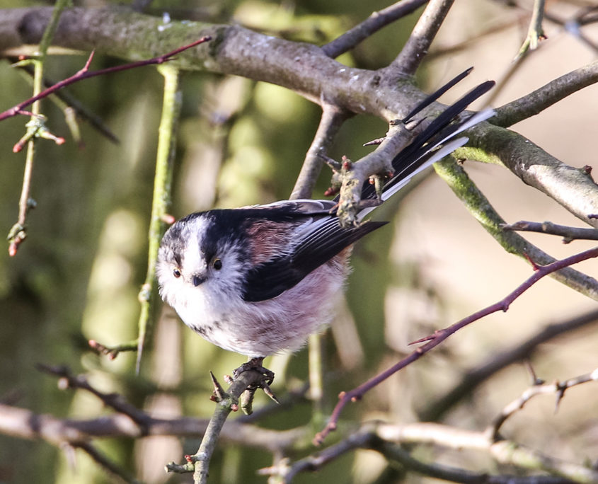 Long-tailed tit