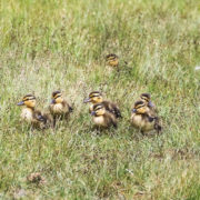 Mallard chicks