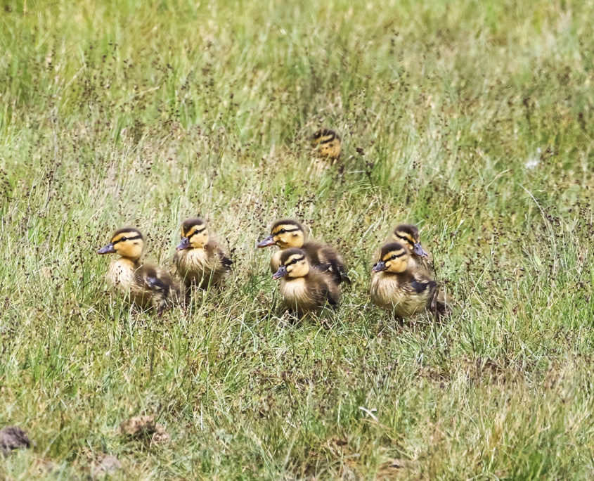 Mallard chicks