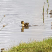 Mallard chick