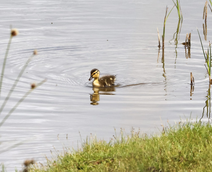 Mallard chick