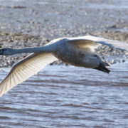 Mute swan in flight