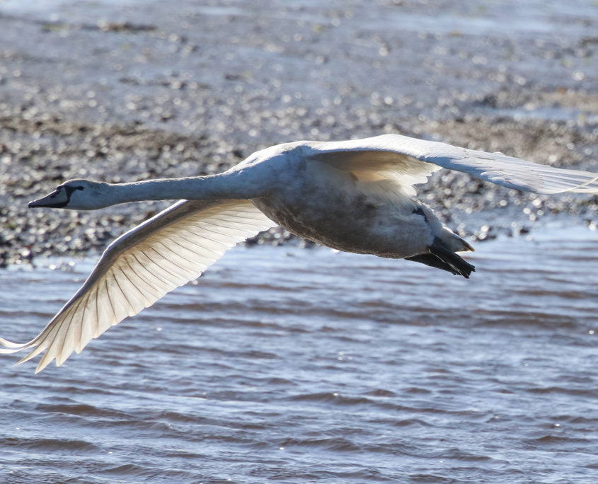 Mute swan in flight