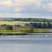 Mute swans