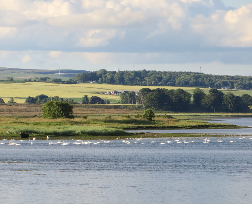 Mute swans