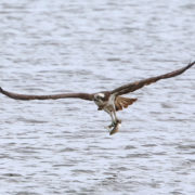 Osprey fishing