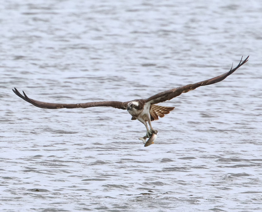 Osprey fishing