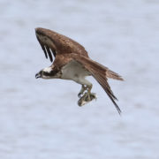 Osprey fishing