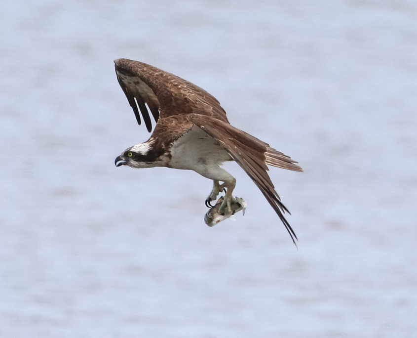 Osprey fishing