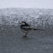 Pied wagtail on frozen pond