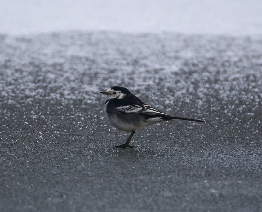 Pied wagtail on frozen pond