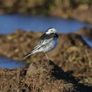 Pied wagtail