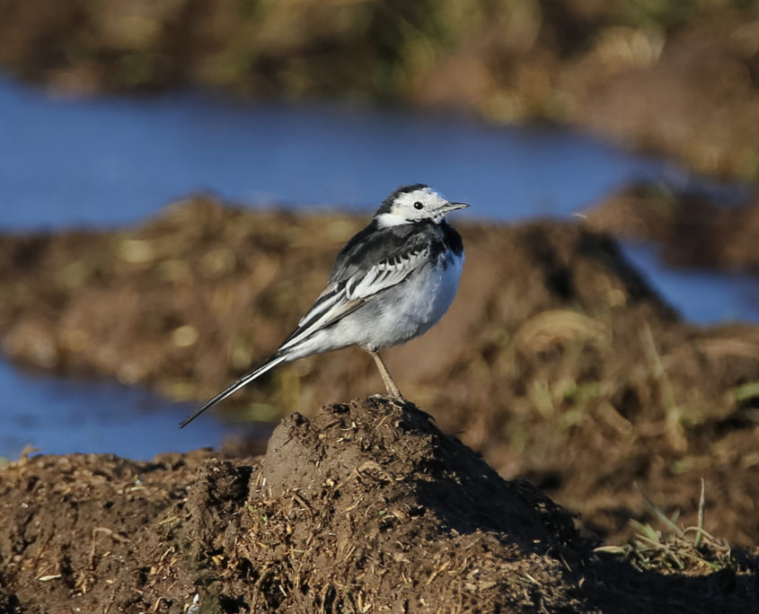 Pied wagtail