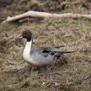 Pin-tail duck