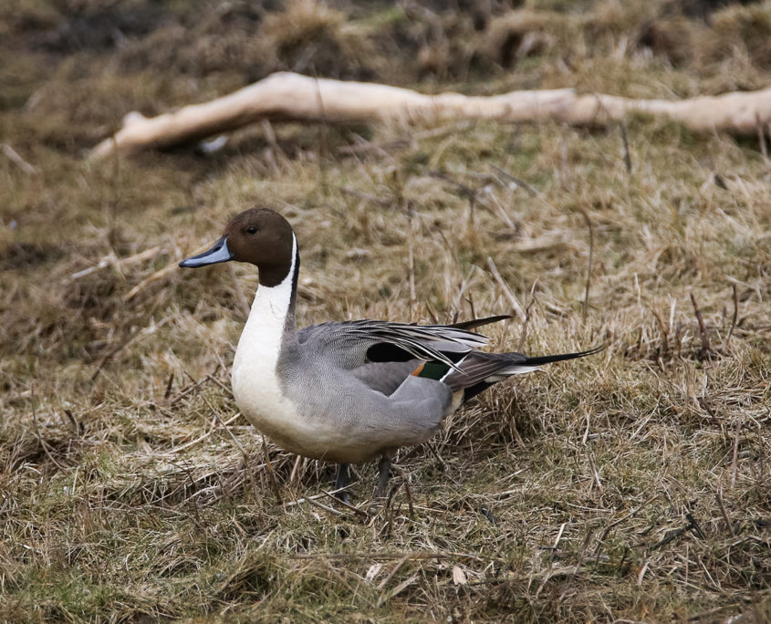 Pin-tail duck