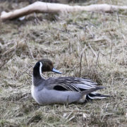 Pin-tail duck