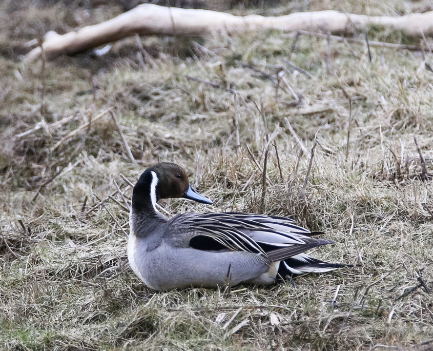 Pin-tail duck