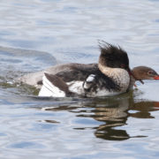 Red-breasted mergansers