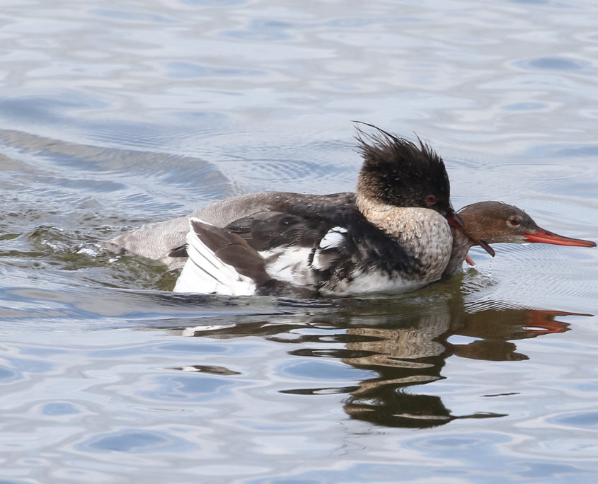 Red-breasted mergansers