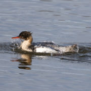 Red-breasted merganser (male)