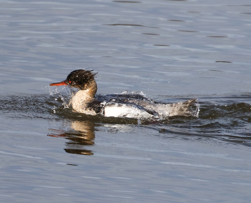 Red-breasted merganser (male)