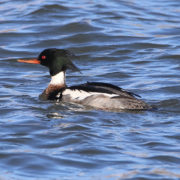 Red-breasted merganser (male)