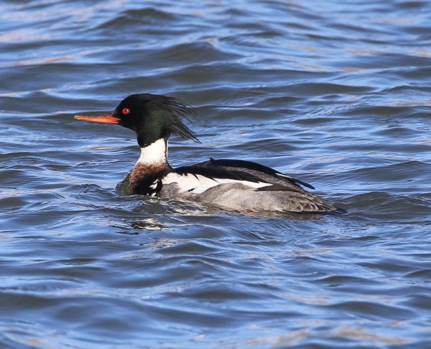 Red-breasted merganser (male)